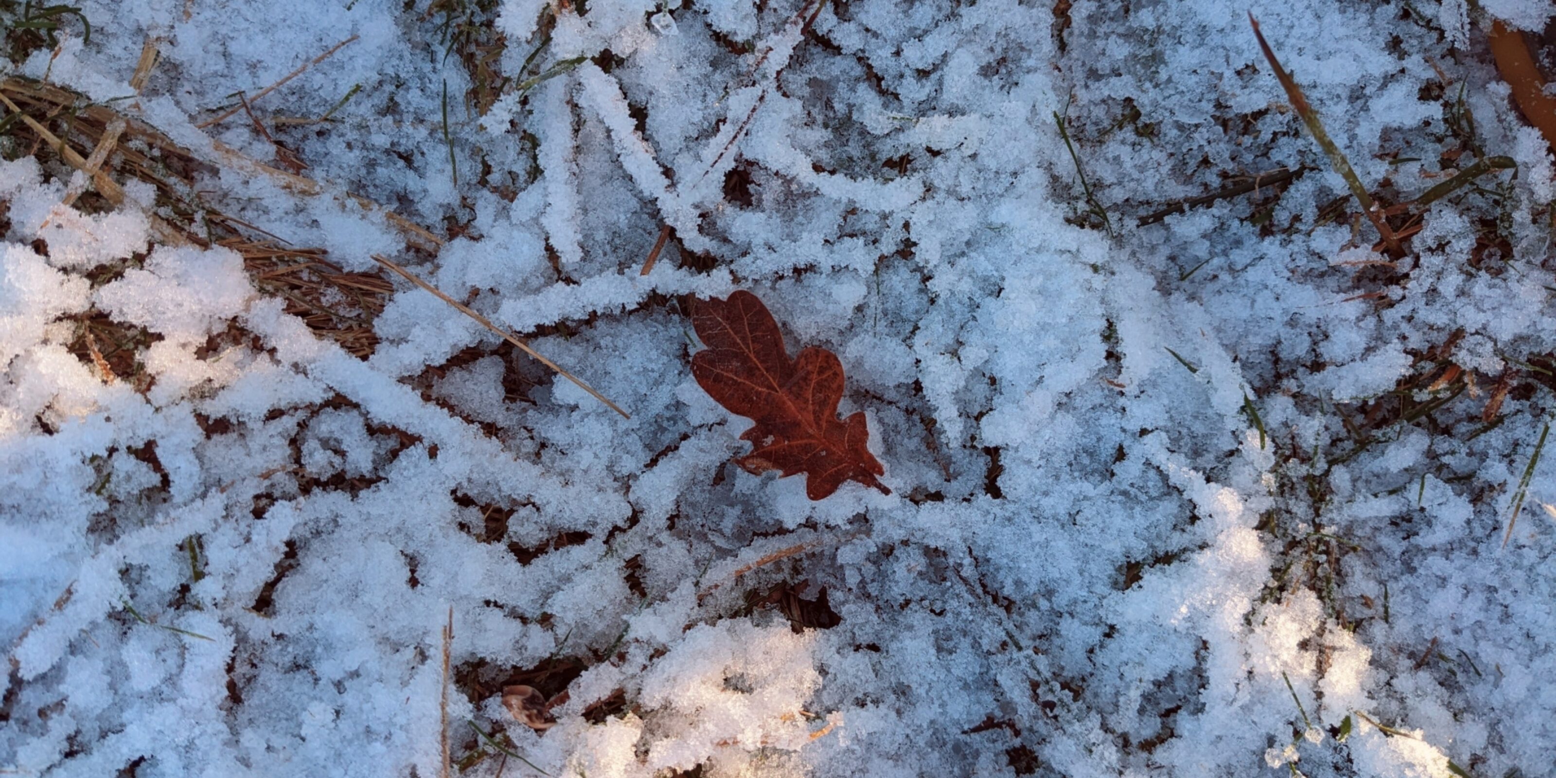 Five budding action areas for regenerative design